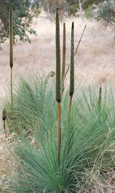 Australian Grass Tree -- Xanthorrhoea preissii