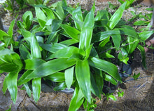 Load image into Gallery viewer, Family Doctor Plant -- Callisia fragrans