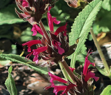 Hummingbird Sage -- Salvia spathacea
