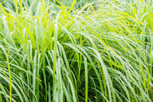 Load image into Gallery viewer, Vetiver Grass -- Chrysopogon zizanioides