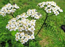 Load image into Gallery viewer, Yarrow - Achillea millefolium