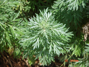 Wormwood -- Artemisia absinthium