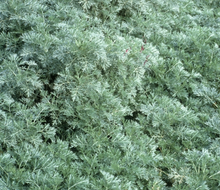 Load image into Gallery viewer, Wormwood -- Artemisia absinthium