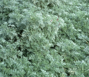 Wormwood -- Artemisia absinthium