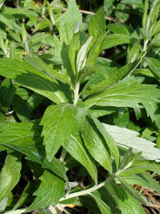 California Mugwort -- Artemisia douglasiana