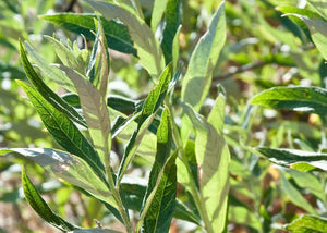California Mugwort -- Artemisia douglasiana