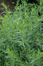 Load image into Gallery viewer, French Tarragon / True Tarragon -- Artemisia dracunculus