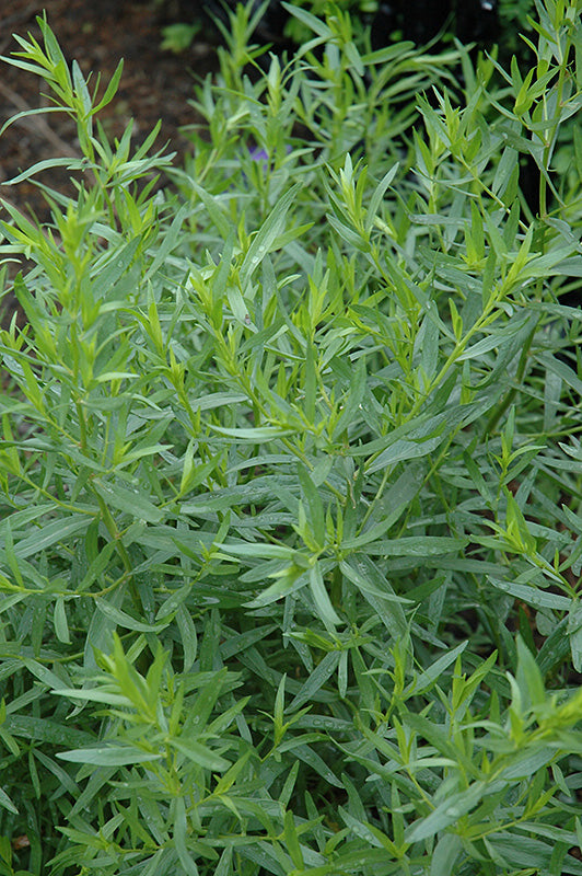 French Tarragon / True Tarragon -- Artemisia dracunculus