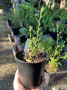 California Buckwheat -- Eriogonum facsiculatum
