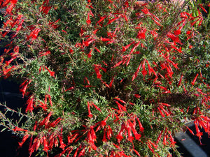 California Fuchsia - Epilobium canum