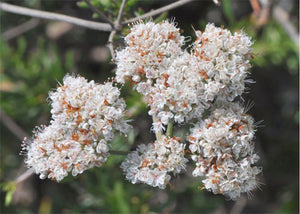 California Buckwheat -- Eriogonum facsiculatum