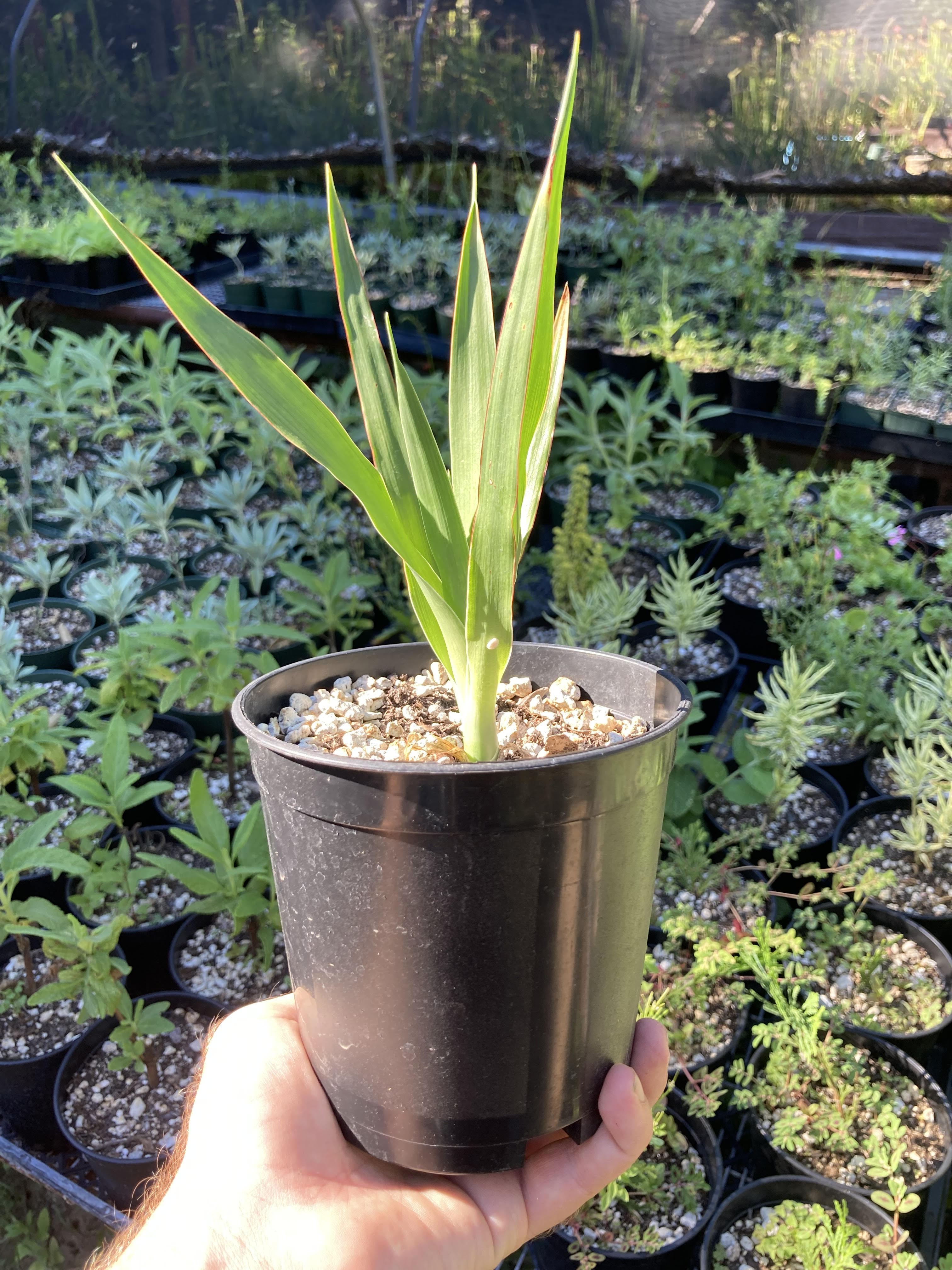 dracaena draco tree Dragon Tree
