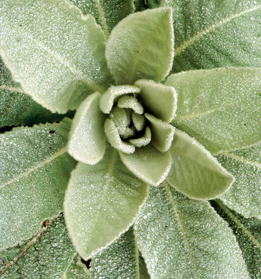https://pansgardenojai.com/cdn/shop/products/HBC-AS09-mullein5-DC_900x.jpg?v=1566349647