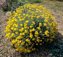 Load image into Gallery viewer, Immortelle / Mediterranean Curry Plant -- Helichrysum italicum