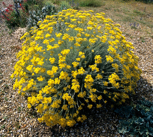 Immortelle / Mediterranean Curry Plant -- Helichrysum italicum