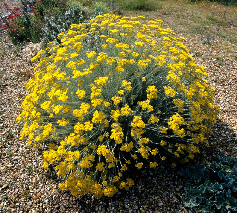 Immortelle / Mediterranean Curry Plant -- Helichrysum italicum – Pans Garden Nursery