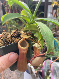 Nepenthes ventricosa 'Red'