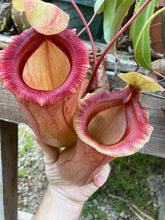 Load image into Gallery viewer, Nepenthes ventricosa &#39;Red&#39;