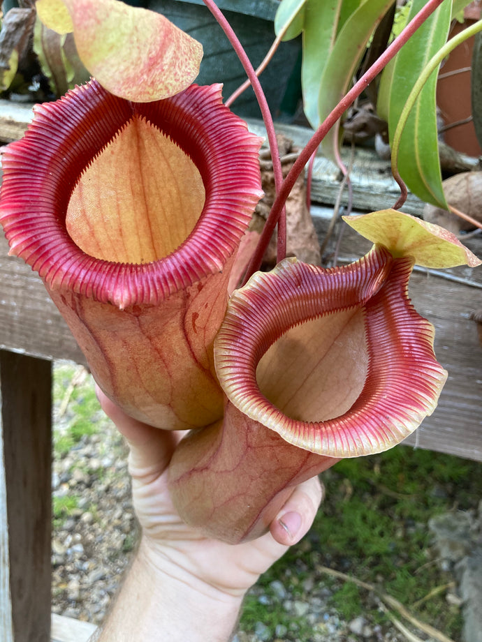 Nepenthes ventricosa 'Red'