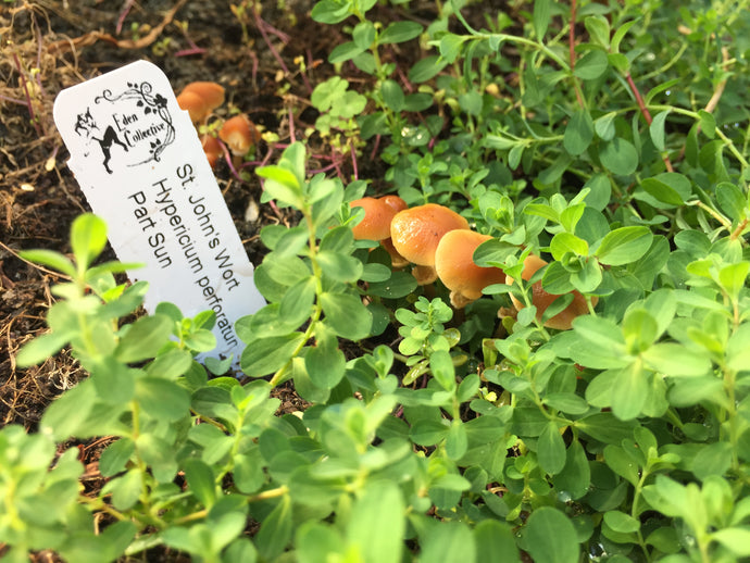 St. John's Wort - Hypericum perforatum
