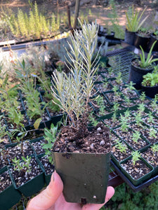 Immortelle / Mediterranean Curry Plant -- Helichrysum italicum