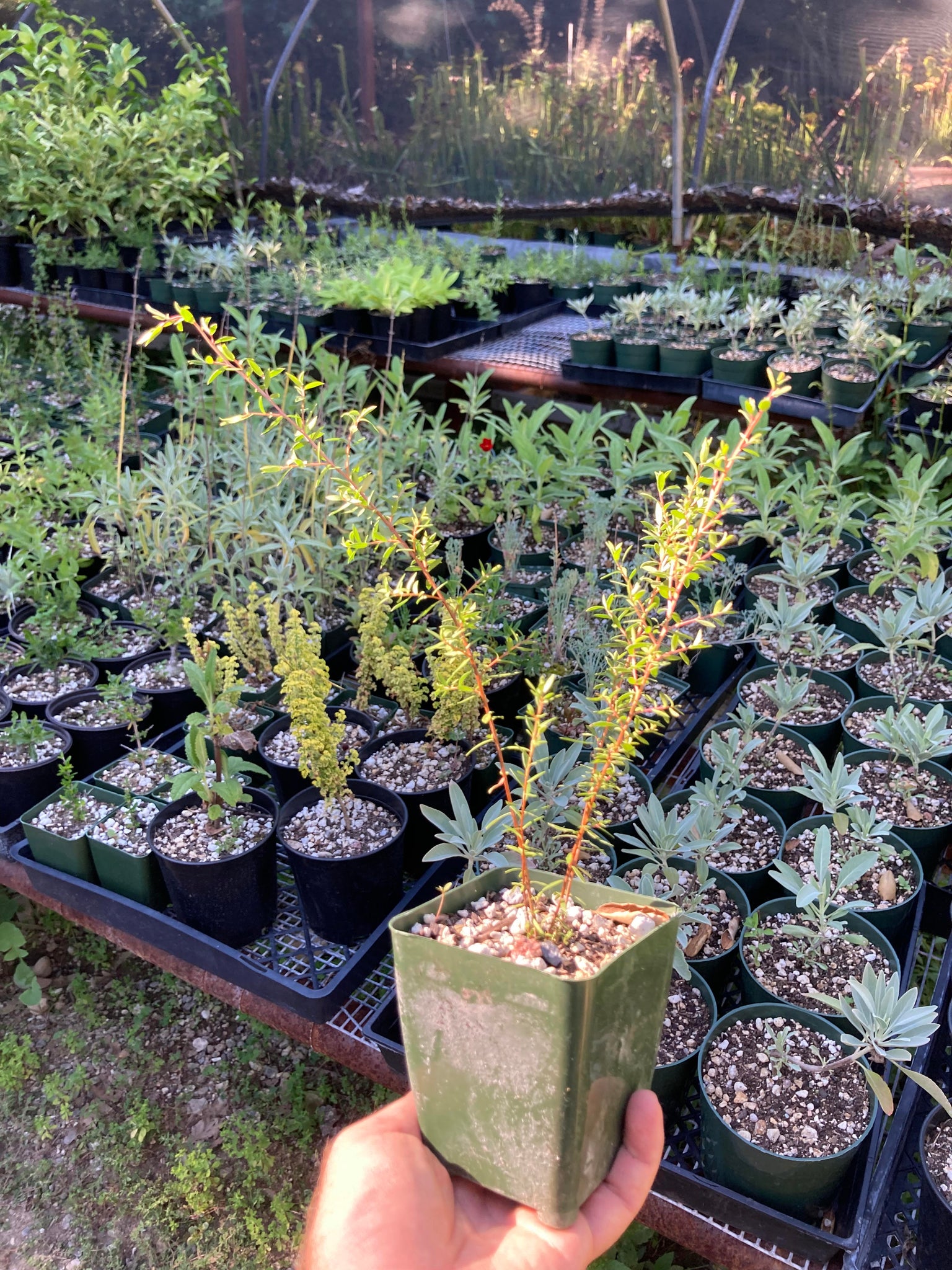Manuka / New Zealand Tea Tree -- Leptospermum scoparium – Pans Garden  Nursery