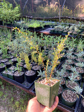Load image into Gallery viewer, Manuka / New Zealand Tea Tree -- Leptospermum scoparium