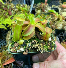 Load image into Gallery viewer, Nepenthes sanguinea
