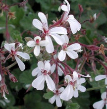 Load image into Gallery viewer, Nutmeg Scented Geranium  Pelargonium  x fragans ‘nutmeg’