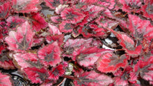 Load image into Gallery viewer, Red Robin Begonia -- Begonia &#39;Rex&#39; spp