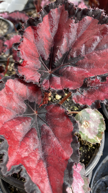 Red Robin Begonia -- Begonia 'Rex' spp