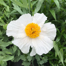 Load image into Gallery viewer, Matilija Poppy -- Romneya coulterii