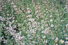 Load image into Gallery viewer, Black Sage -- Salvia Mellifera