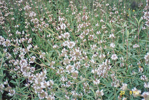 Black Sage -- Salvia Mellifera