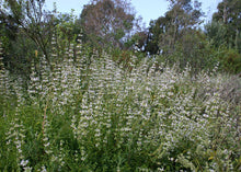 Load image into Gallery viewer, Black Sage - Salvia mellifera