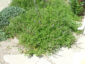 Terra Seca Black Sage -- Salvia Mellifera ‘Terra Seca’