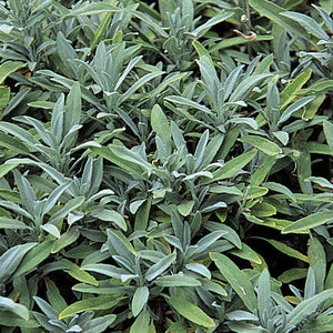 Culinary Sage -- Salvia officinalis