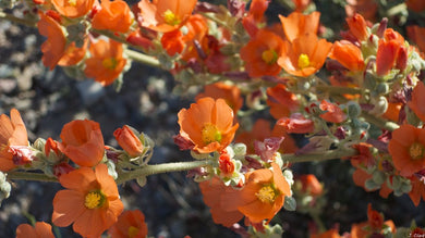 Apricot Mallow / Desert Globe Mallow -- Sphaeralcea ambigua