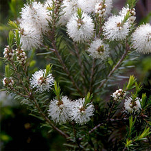 Load image into Gallery viewer, Australian Tea Tree -- Melaleuca alternifolia