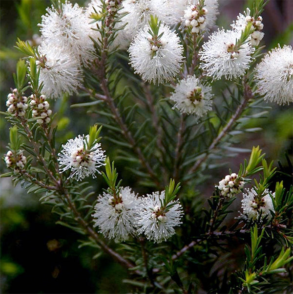 Australian Tea Tree -- Melaleuca alternifolia