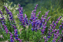 Load image into Gallery viewer, Woolly Blue Curls --  Trichostema lanatum