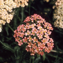 Load image into Gallery viewer, Yarrow -- Achillea millefolium