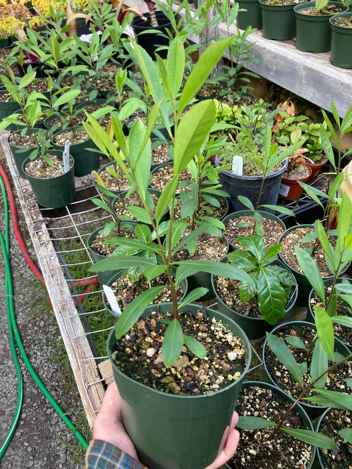 Yerba Maté -- Ilex paraguariensis