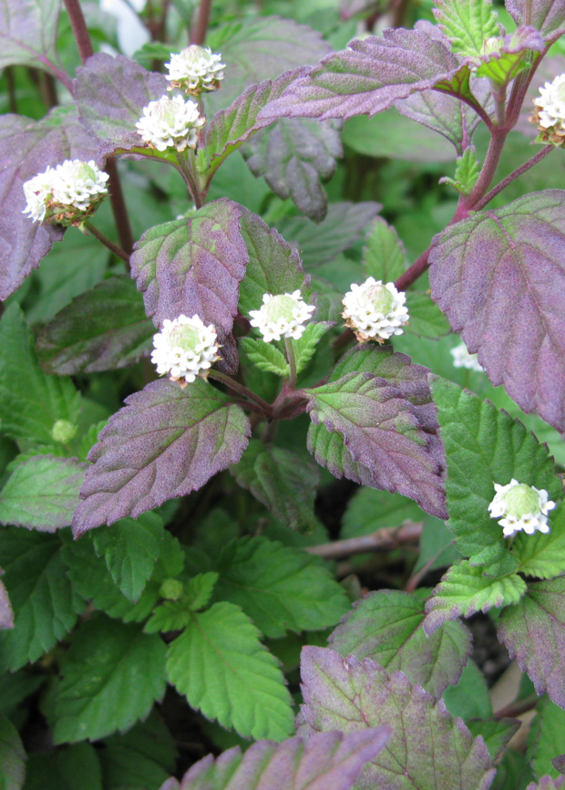 lippia plant Aztec Sweet Herb -- Lippia dulcis – Pans Garden Nursery