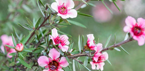 Manuka / New Zealand Tea Tree -- Leptospermum scoparium