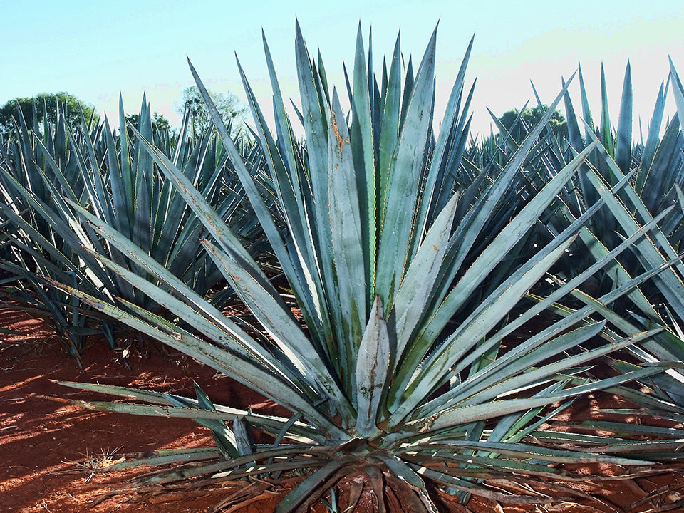 Blue Agave Pina