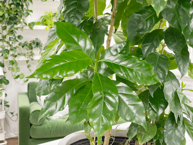 Coffee Plant --- Coffea arabica – Pans Garden Nursery