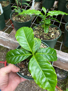 Coffee Plant ---  Coffea arabica