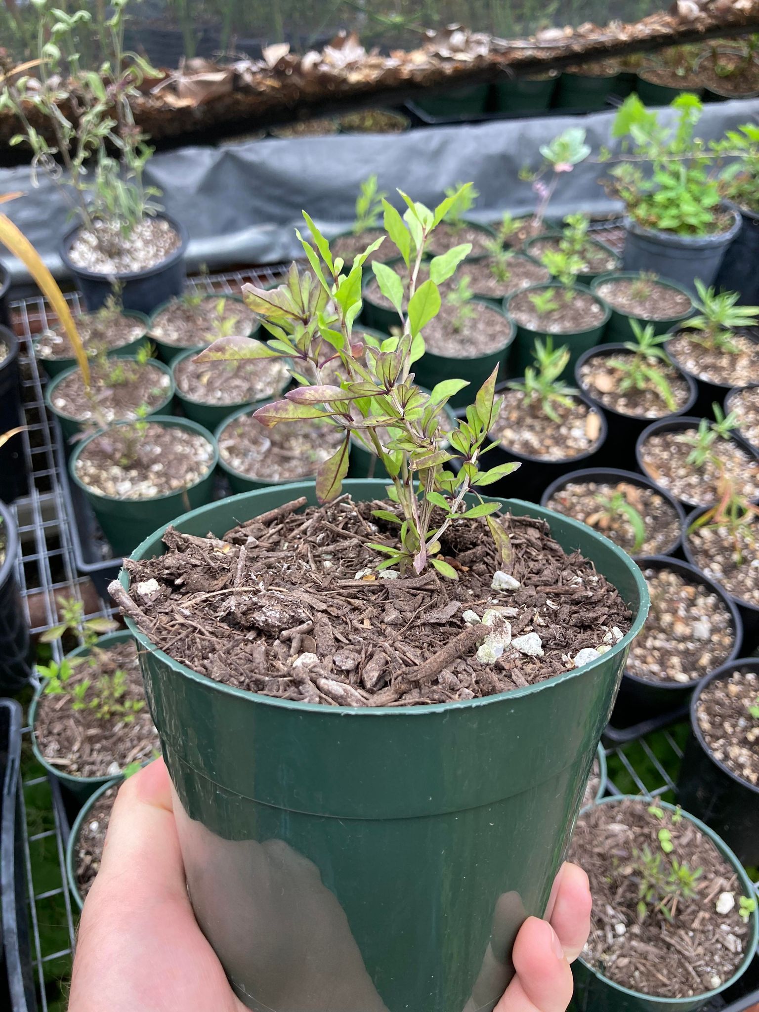 goji berry plant in pot Goji berry