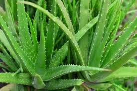 var chinensis aloe vera plant Aloe Vera / Medicinal Aloe 'Chinensis' (Small Form) – Pans Garden Nursery
